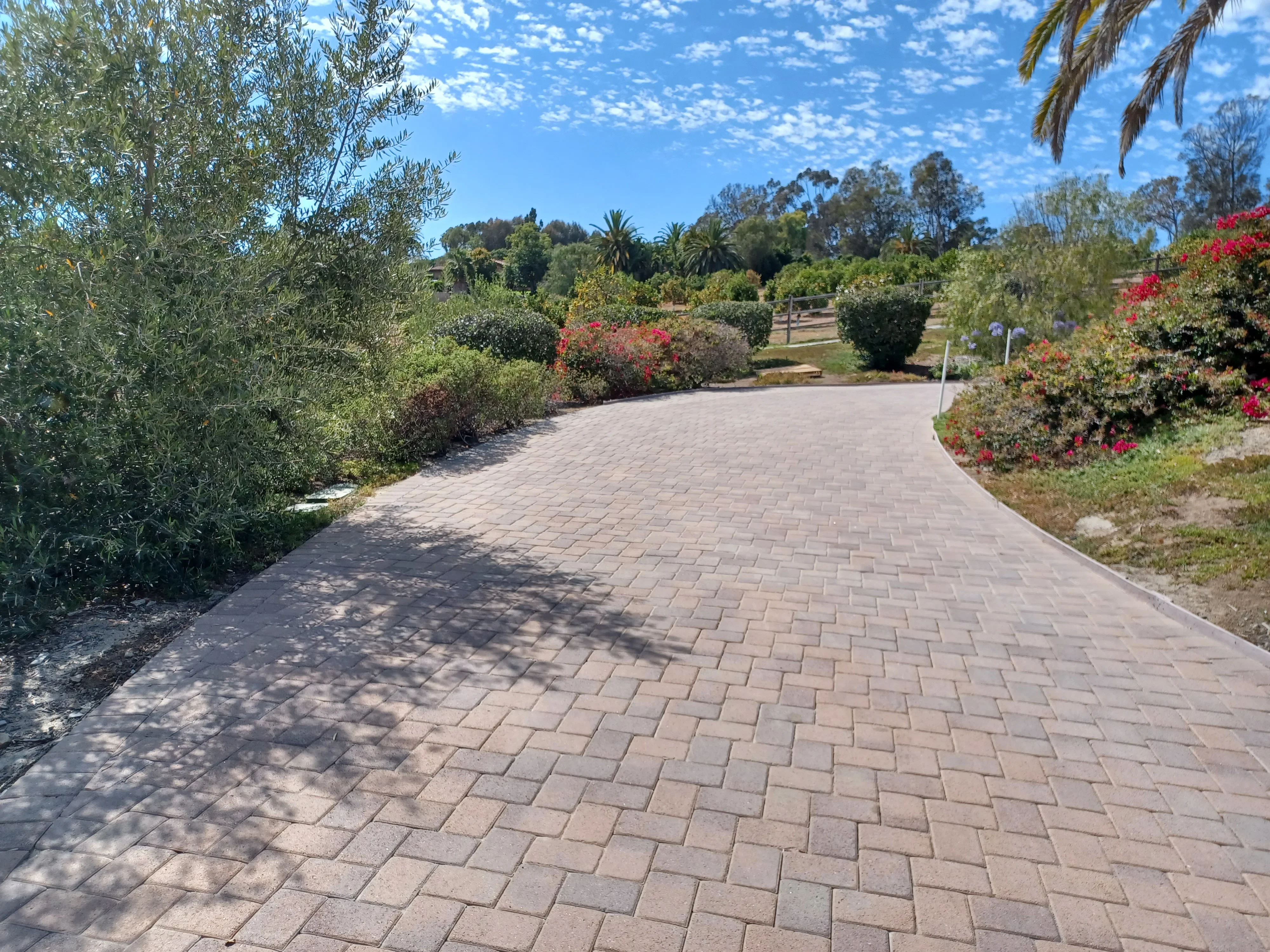 Curved concrete paver driveway in herringbone pattern with flowering shrubs and olive trees