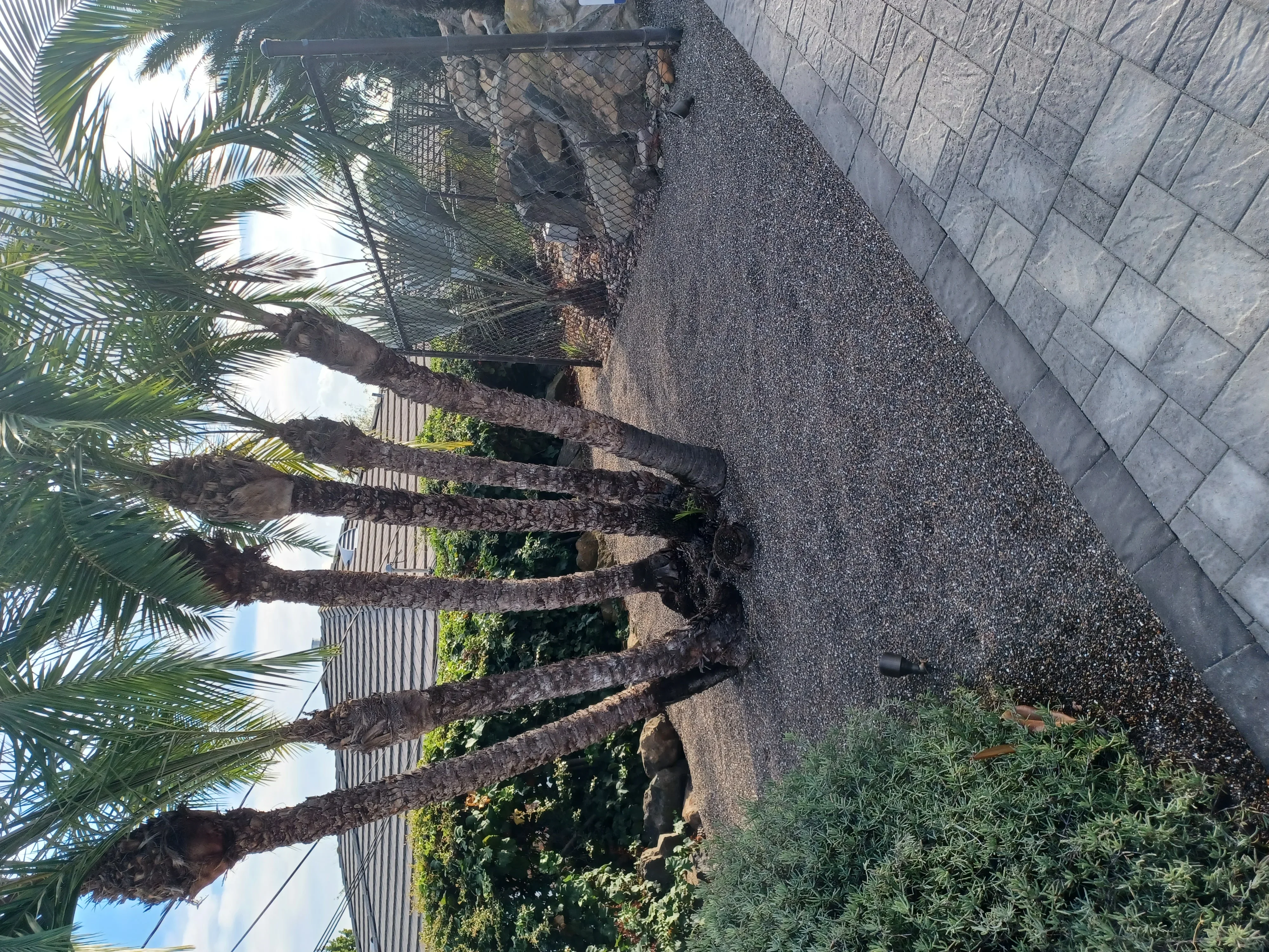 Asphalt driveway with concrete retaining wall and integrated palm tree landscaping